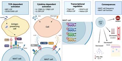 Insights into mucosal associated invariant T cell biology from human inborn errors of immunity